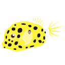 Arothron,fish