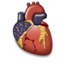 cardiology,heart,organ