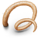 Pig,s,Tail