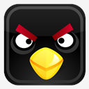 black,bird