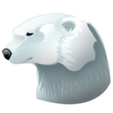 animal,bear,polar