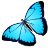 Blue,Butterfly