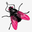 Fly