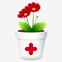 plant,flower