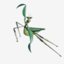 Mantis