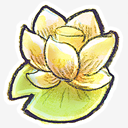 Flower,Lotus
