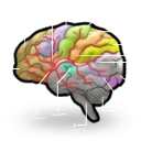 brain