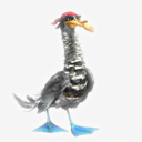 Seagull