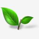 tea,plant,leaf