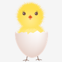 chicken,egg,shell