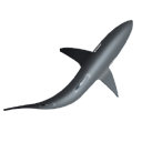 Shark