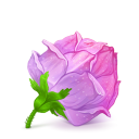 Box,Rose,Pink
