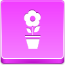 pot,flower