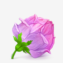 Rose,cube,icon